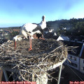 07_15-nest.jpg