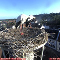 07_20-nest.jpg