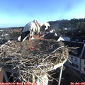 07_25-nest.jpg