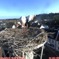 07_30-nest.jpg