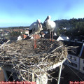 07_40-nest.jpg