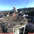 07_45-nest.jpg