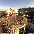 07_55-nest.jpg
