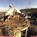 08_05-nest.jpg