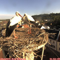 08_10-nest.jpg