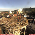08_15-nest.jpg