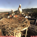 08_20-nest.jpg