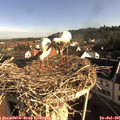 08_25-nest.jpg