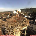 08_30-nest.jpg