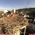 08_40-nest.jpg