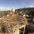 08_55-nest.jpg