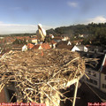 09_00-nest.jpg