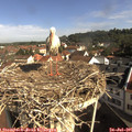 09_25-nest.jpg