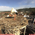 09_30-nest.jpg