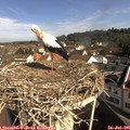 09_40-nest.jpg