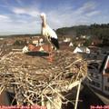 09_50-nest.jpg