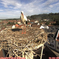 09_55-nest.jpg