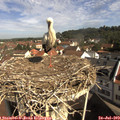 10_00-nest.jpg