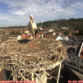 10_05-nest.jpg
