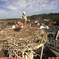 10_10-nest.jpg