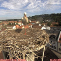 10_15-nest.jpg