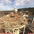 10_25-nest.jpg