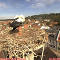 10_40-nest.jpg