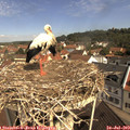 10_45-nest.jpg