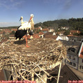10_50-nest.jpg