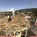 10_55-nest.jpg