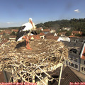 11_00-nest.jpg