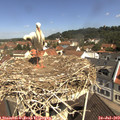 11_05-nest.jpg