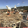 11_10-nest.jpg