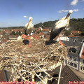 11_15-nest.jpg