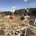 11_20-nest.jpg