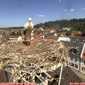 11_25-nest.jpg