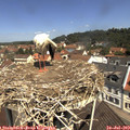 11_35-nest.jpg
