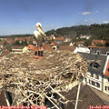 11_55-nest.jpg