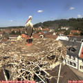 12_00-nest.jpg