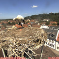 12_25-nest.jpg
