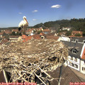 12_30-nest.jpg