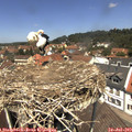 12_35-nest.jpg