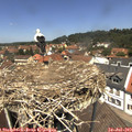 12_40-nest.jpg