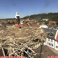 12_45-nest.jpg