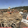 12_50-nest.jpg