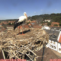 13_10-nest.jpg