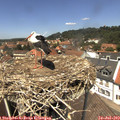 13_15-nest.jpg