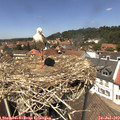13_30-nest.jpg