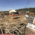 13_40-nest.jpg