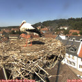 13_50-nest.jpg